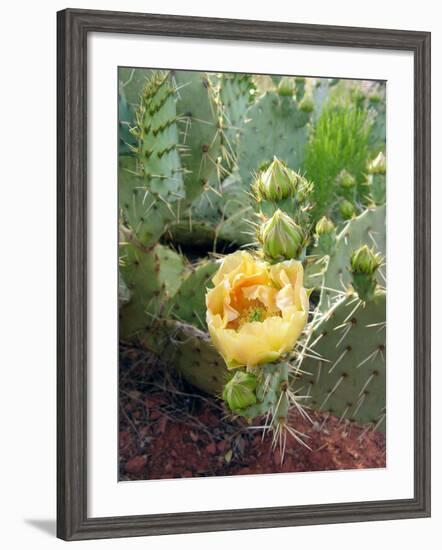 Prickly Pear Cactus (Opuntia Sp.)-Tony Craddock-Framed Photographic Print