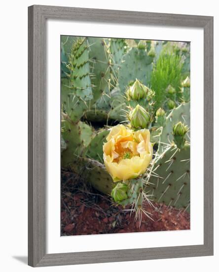 Prickly Pear Cactus (Opuntia Sp.)-Tony Craddock-Framed Photographic Print