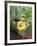 Prickly Pear Cactus (Opuntia Sp.)-Tony Craddock-Framed Photographic Print