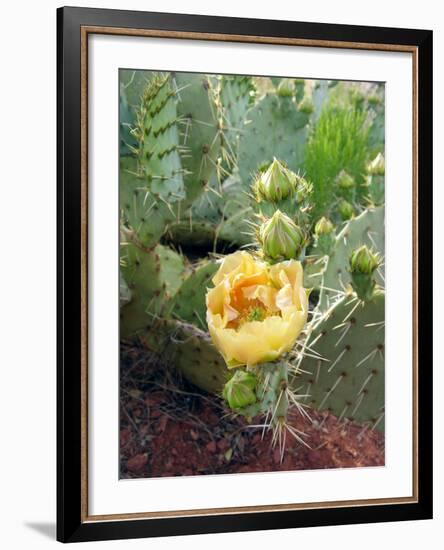 Prickly Pear Cactus (Opuntia Sp.)-Tony Craddock-Framed Photographic Print