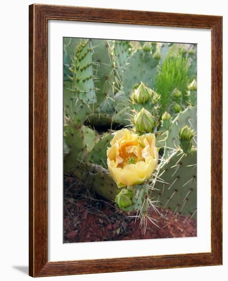 Prickly Pear Cactus (Opuntia Sp.)-Tony Craddock-Framed Photographic Print