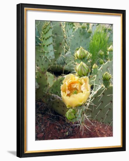 Prickly Pear Cactus (Opuntia Sp.)-Tony Craddock-Framed Photographic Print