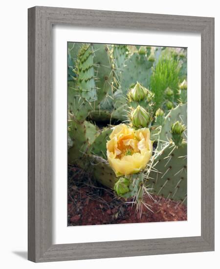 Prickly Pear Cactus (Opuntia Sp.)-Tony Craddock-Framed Photographic Print