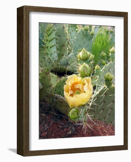 Prickly Pear Cactus (Opuntia Sp.)-Tony Craddock-Framed Photographic Print