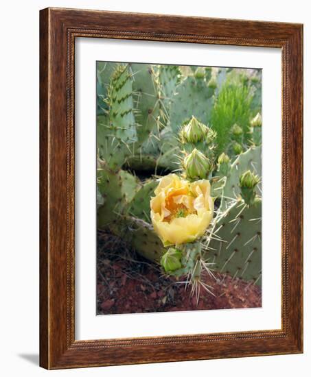 Prickly Pear Cactus (Opuntia Sp.)-Tony Craddock-Framed Photographic Print