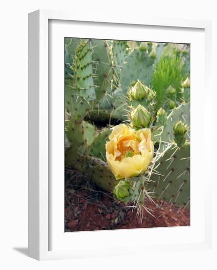 Prickly Pear Cactus (Opuntia Sp.)-Tony Craddock-Framed Photographic Print