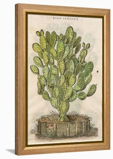 Prickly Pear Cactus or Indian Fig Opuntia-null-Framed Premier Image Canvas