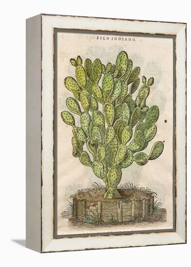 Prickly Pear Cactus or Indian Fig Opuntia-null-Framed Premier Image Canvas