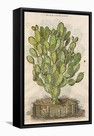 Prickly Pear Cactus or Indian Fig Opuntia-null-Framed Premier Image Canvas