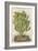 Prickly Pear Cactus or Indian Fig Opuntia-null-Framed Giclee Print