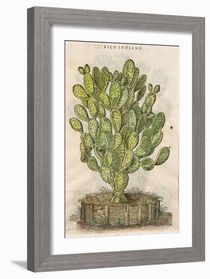 Prickly Pear Cactus or Indian Fig Opuntia-null-Framed Giclee Print