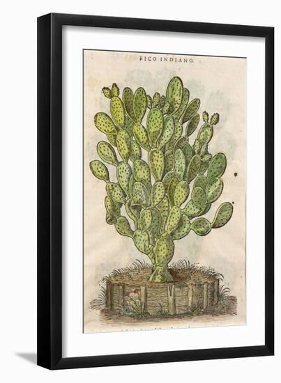 Prickly Pear Cactus or Indian Fig Opuntia-null-Framed Giclee Print