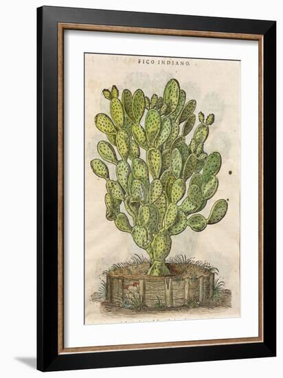 Prickly Pear Cactus or Indian Fig Opuntia-null-Framed Giclee Print