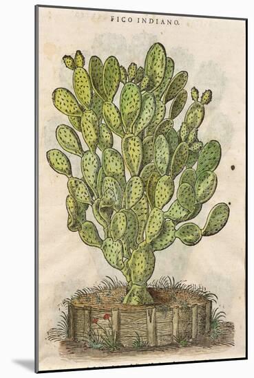 Prickly Pear Cactus or Indian Fig Opuntia-null-Mounted Giclee Print