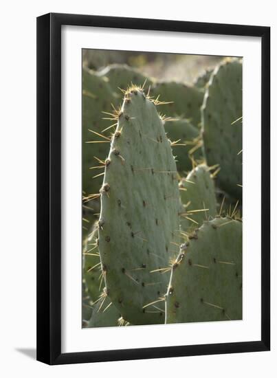 Prickly-Pear Cactus Spines in Southern New Mexico-null-Framed Photographic Print