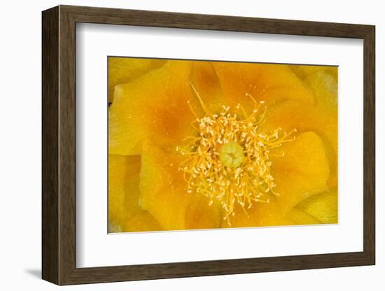 Prickly Pear Cactus stamen and petals of flower, USA-Suzi Eszterhas-Framed Photographic Print