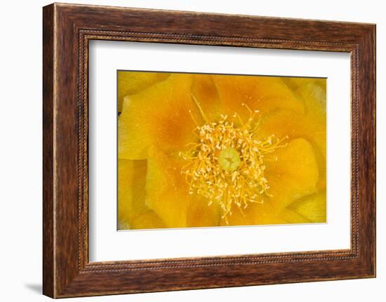 Prickly Pear Cactus stamen and petals of flower, USA-Suzi Eszterhas-Framed Photographic Print