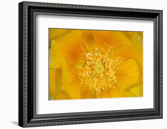 Prickly Pear Cactus stamen and petals of flower, USA-Suzi Eszterhas-Framed Photographic Print