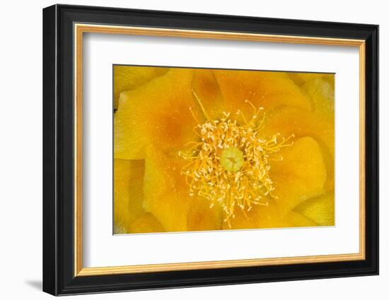 Prickly Pear Cactus stamen and petals of flower, USA-Suzi Eszterhas-Framed Photographic Print