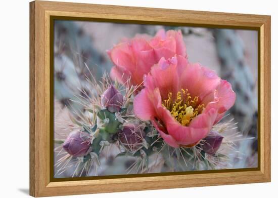 Prickly Pear Cactus with Pink Flowers-Jerry Horbert-Framed Premier Image Canvas