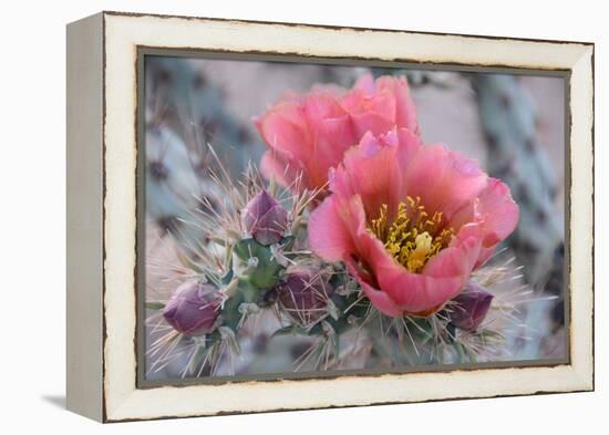 Prickly Pear Cactus with Pink Flowers-Jerry Horbert-Framed Premier Image Canvas