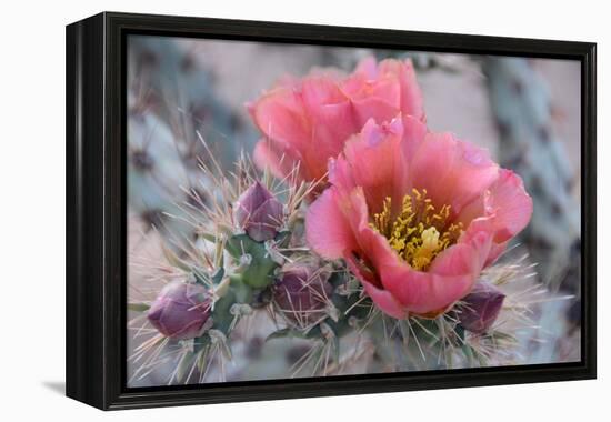 Prickly Pear Cactus with Pink Flowers-Jerry Horbert-Framed Premier Image Canvas