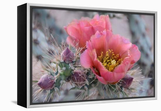 Prickly Pear Cactus with Pink Flowers-Jerry Horbert-Framed Premier Image Canvas