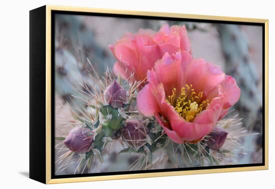 Prickly Pear Cactus with Pink Flowers-Jerry Horbert-Framed Premier Image Canvas