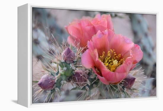 Prickly Pear Cactus with Pink Flowers-Jerry Horbert-Framed Premier Image Canvas