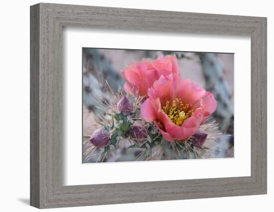 Prickly Pear Cactus with Pink Flowers-Jerry Horbert-Framed Photographic Print