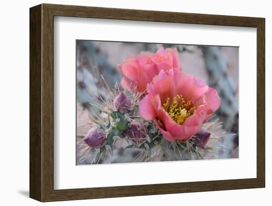 Prickly Pear Cactus with Pink Flowers-Jerry Horbert-Framed Photographic Print