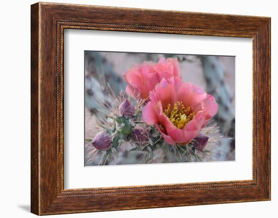 Prickly Pear Cactus with Pink Flowers-Jerry Horbert-Framed Photographic Print