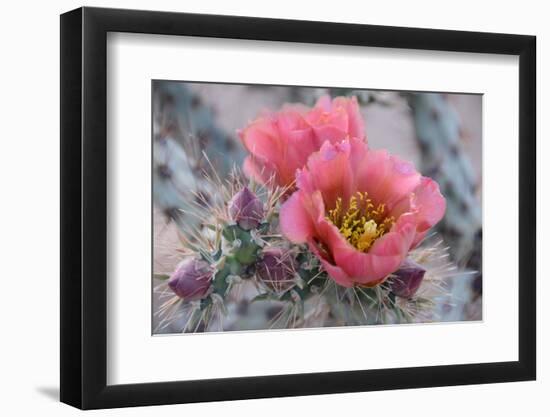 Prickly Pear Cactus with Pink Flowers-Jerry Horbert-Framed Photographic Print