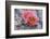 Prickly Pear Cactus with Pink Flowers-Jerry Horbert-Framed Photographic Print