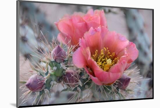 Prickly Pear Cactus with Pink Flowers-Jerry Horbert-Mounted Photographic Print