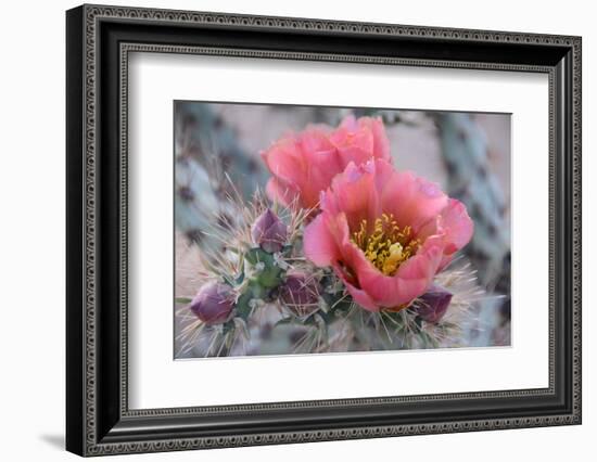 Prickly Pear Cactus with Pink Flowers-Jerry Horbert-Framed Photographic Print