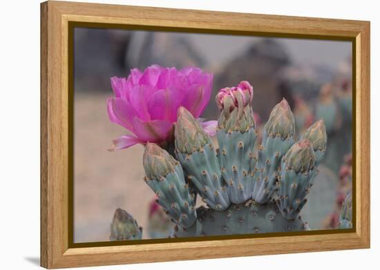 Prickly Pear Cactus-DLILLC-Framed Premier Image Canvas