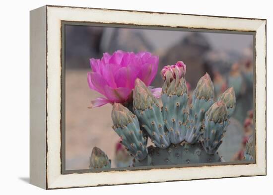 Prickly Pear Cactus-DLILLC-Framed Premier Image Canvas