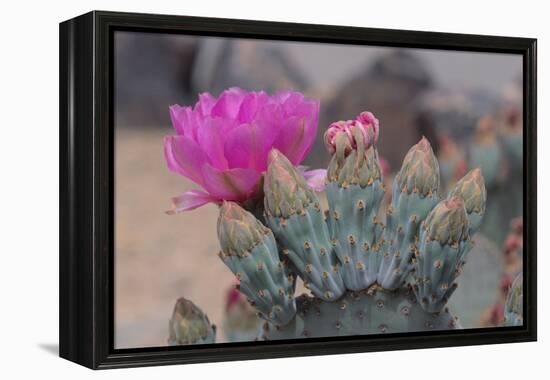 Prickly Pear Cactus-DLILLC-Framed Premier Image Canvas