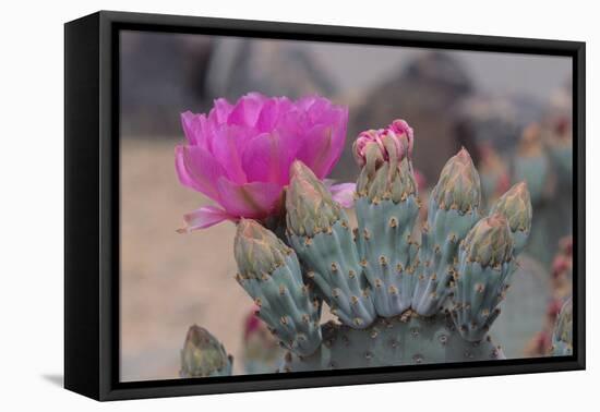 Prickly Pear Cactus-DLILLC-Framed Premier Image Canvas