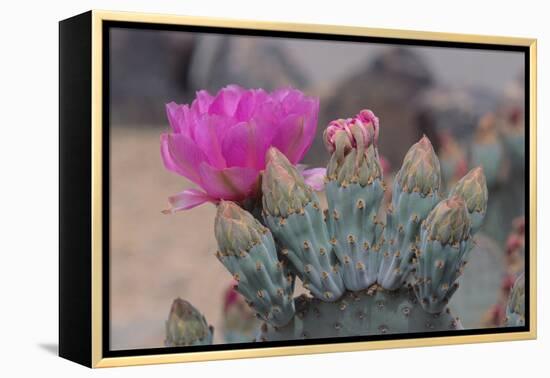Prickly Pear Cactus-DLILLC-Framed Premier Image Canvas