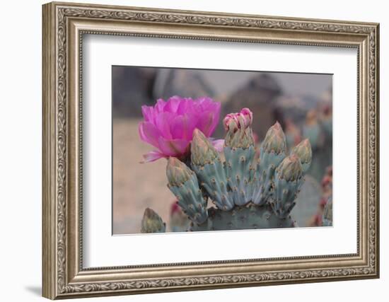 Prickly Pear Cactus-DLILLC-Framed Photographic Print