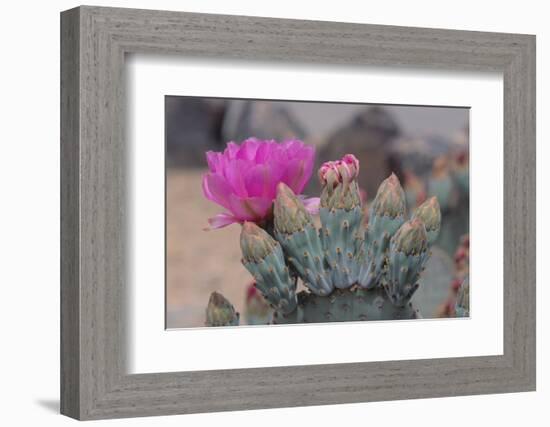 Prickly Pear Cactus-DLILLC-Framed Photographic Print