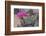 Prickly Pear Cactus-DLILLC-Framed Photographic Print