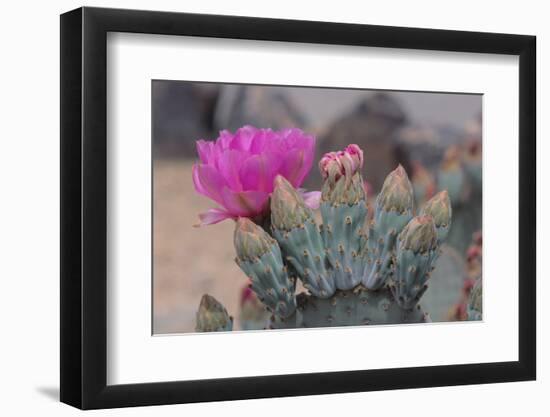 Prickly Pear Cactus-DLILLC-Framed Photographic Print