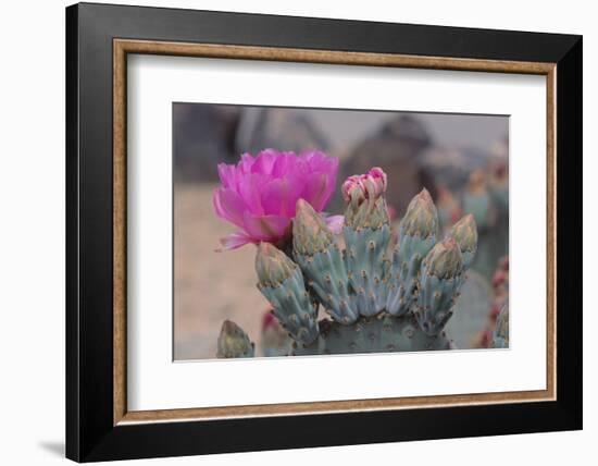 Prickly Pear Cactus-DLILLC-Framed Photographic Print