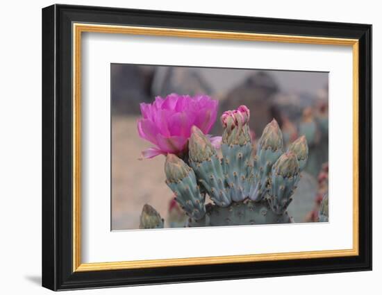 Prickly Pear Cactus-DLILLC-Framed Photographic Print