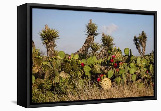 Prickly pear (Opuntia lindheimeri) cactus in bloom.-Larry Ditto-Framed Premier Image Canvas