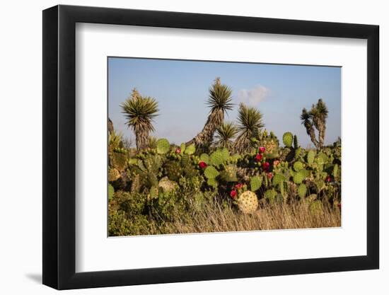 Prickly pear (Opuntia lindheimeri) cactus in bloom.-Larry Ditto-Framed Photographic Print