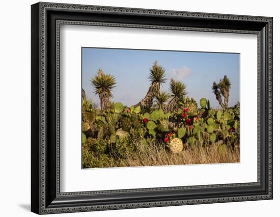 Prickly pear (Opuntia lindheimeri) cactus in bloom.-Larry Ditto-Framed Photographic Print